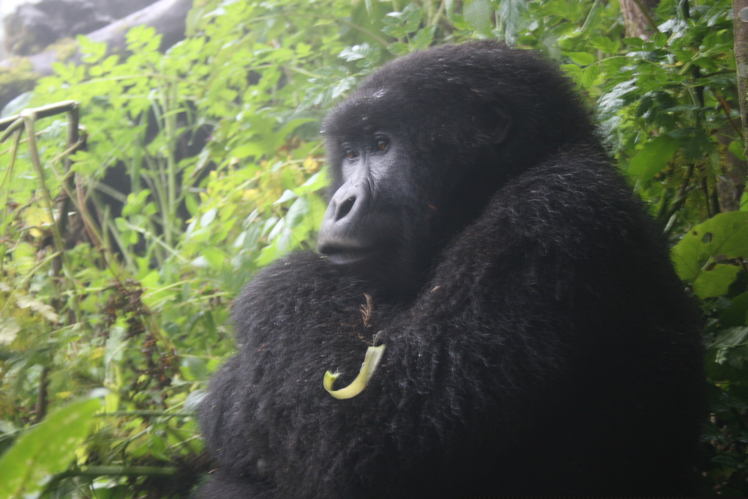 Gorille des Virunga
