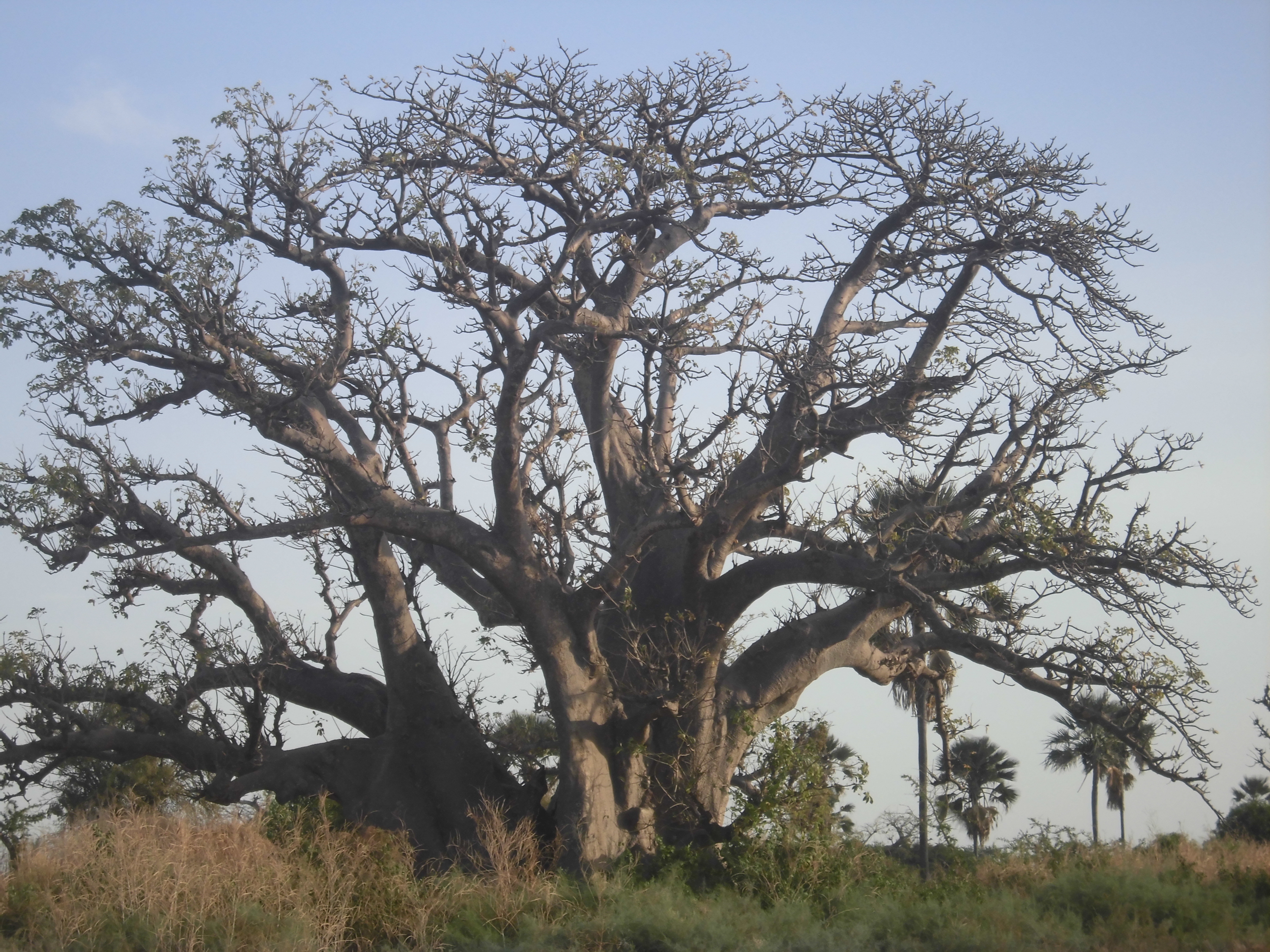 Baobab, Sénégal